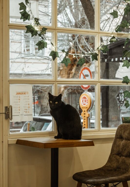 Evde Evcil Hayvan Dostu Bir Köşe Nasıl Oluşturulur?